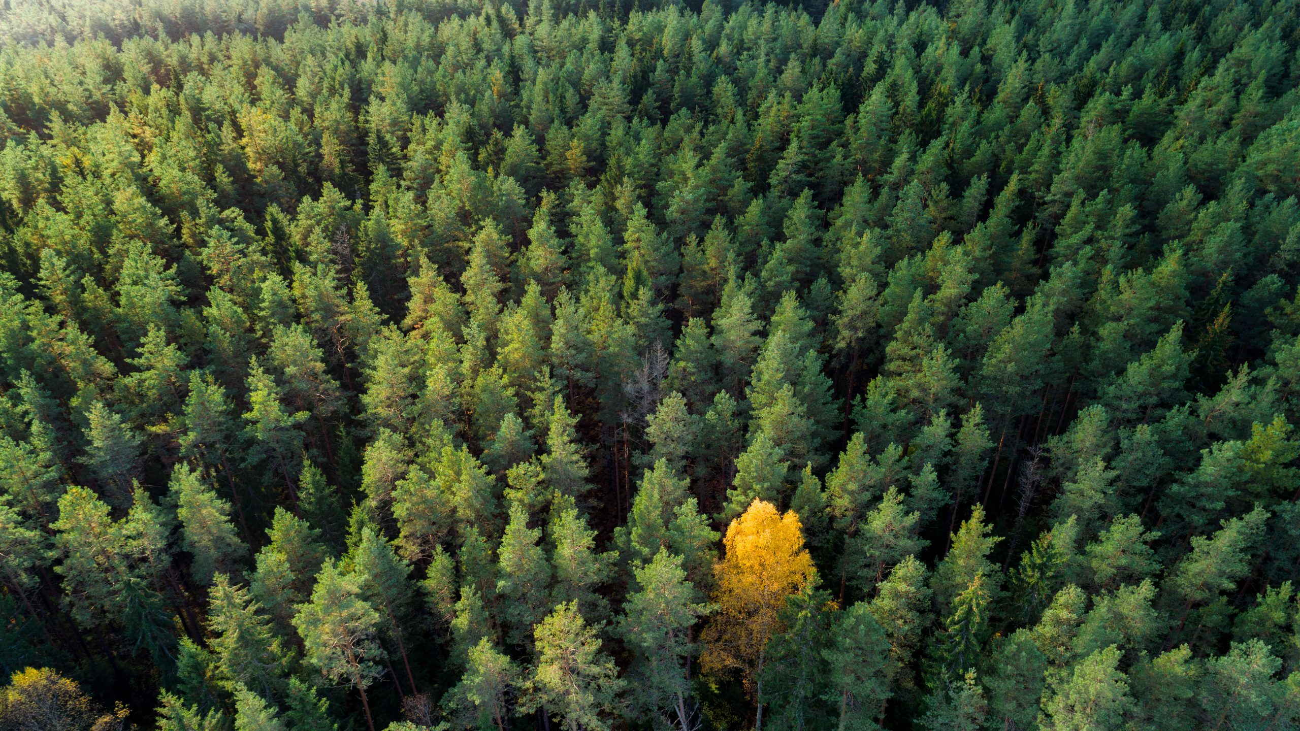 Aerial view of forest during  colourful autumn season.